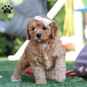 Emma, Cavapoo Puppy